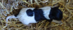 Rüde