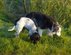 Sandy mit unserem Border Collie Gina